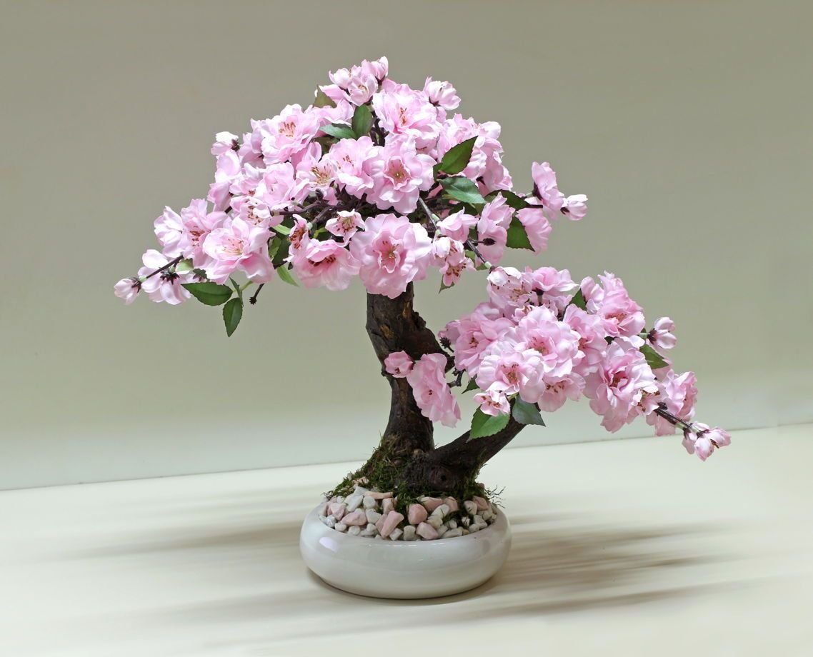 Cherry blossom купить. Бонсай Сакура. Дерево бонсай Сакура. Японская Сакура бонсай. Бонсай дерево цветущее Сакура.