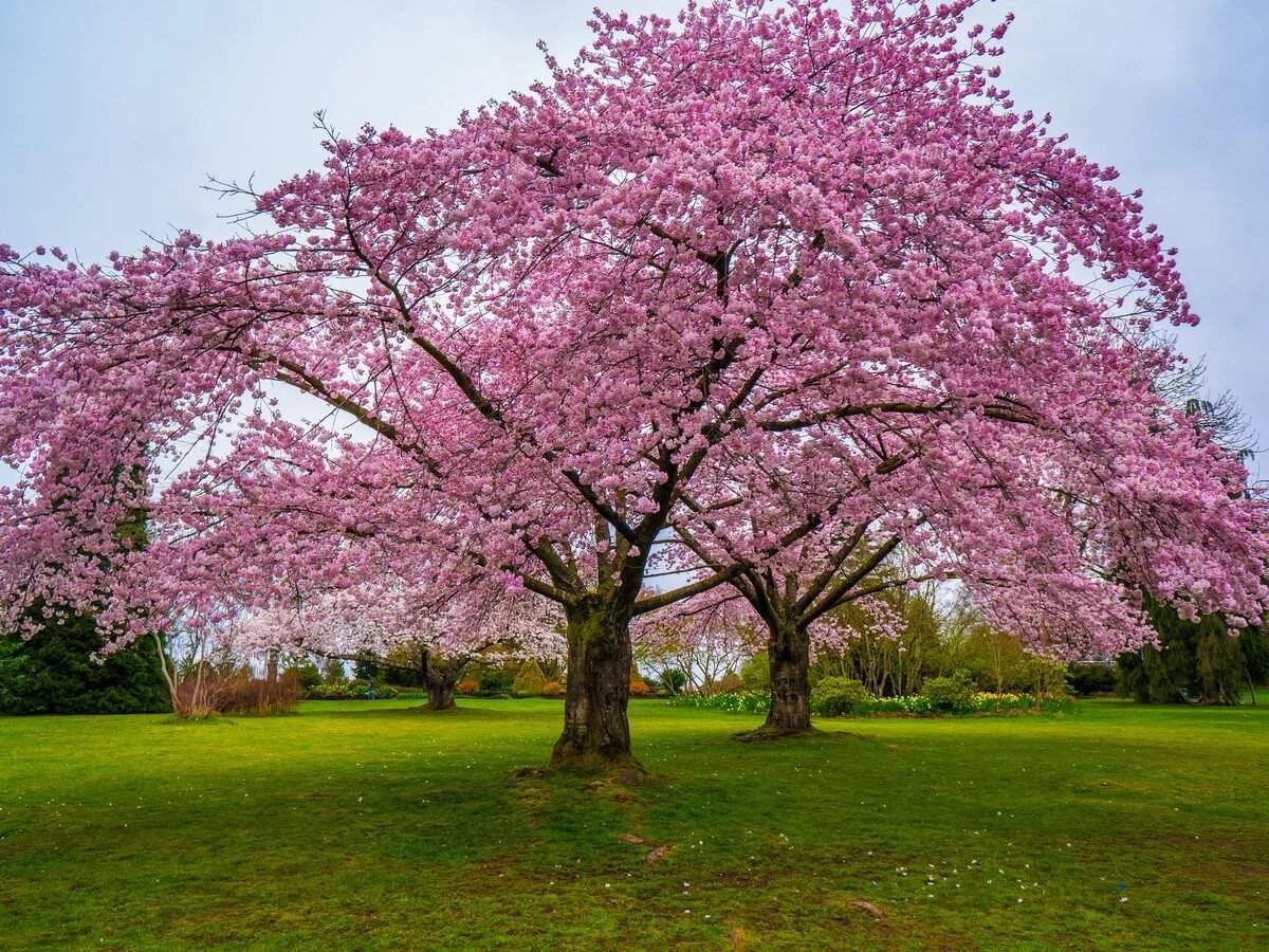 дерево сакура в японии