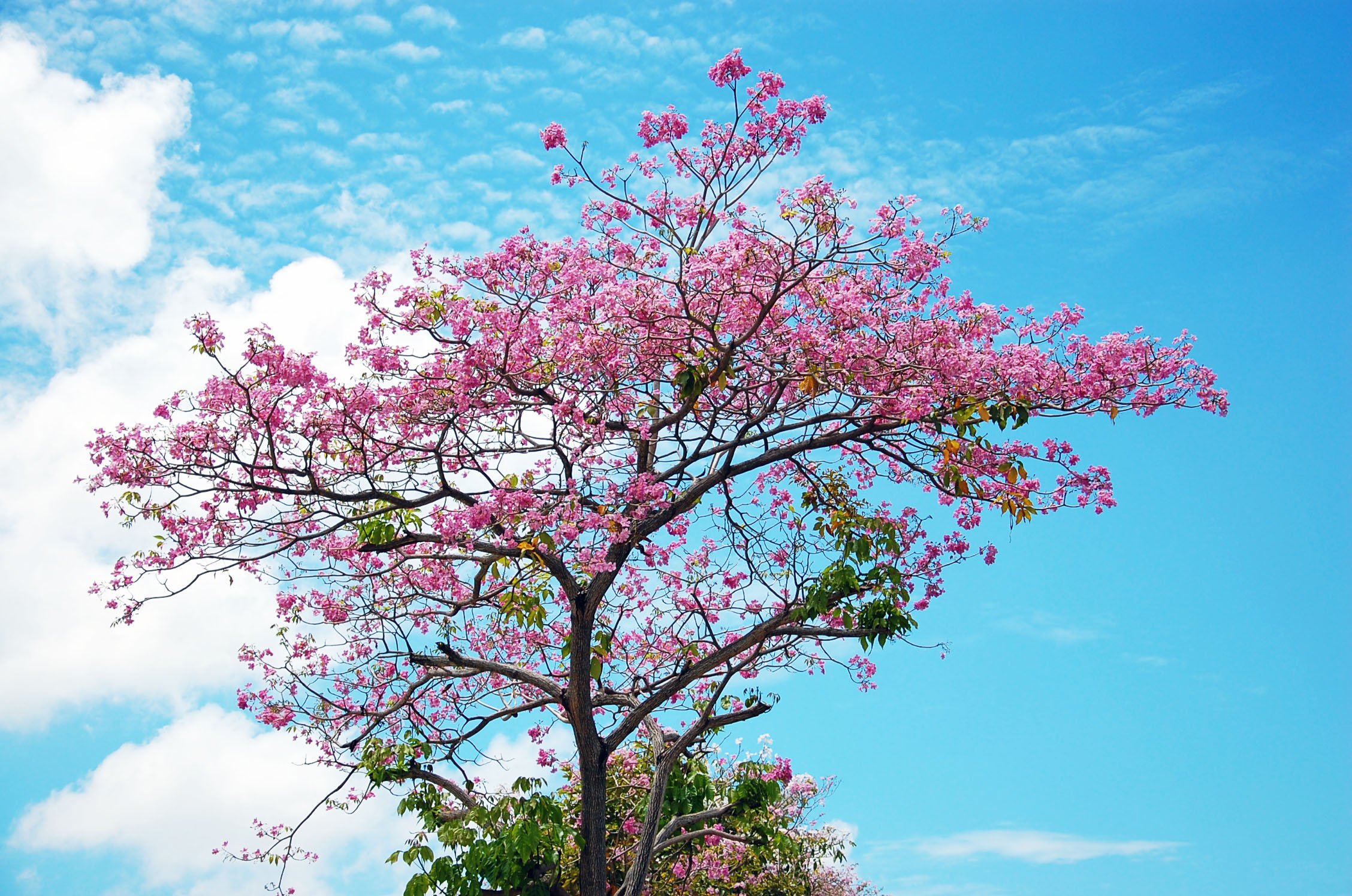 Дерево с цветочками