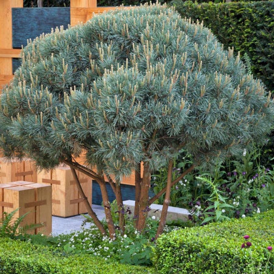 Pinus Sylvestris Watereri