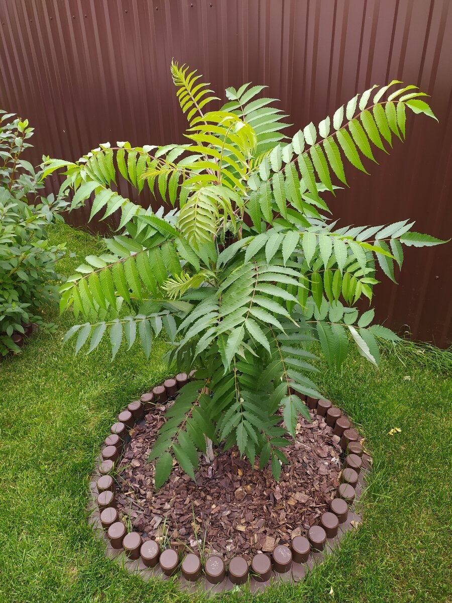 Сумах Rhus typhina