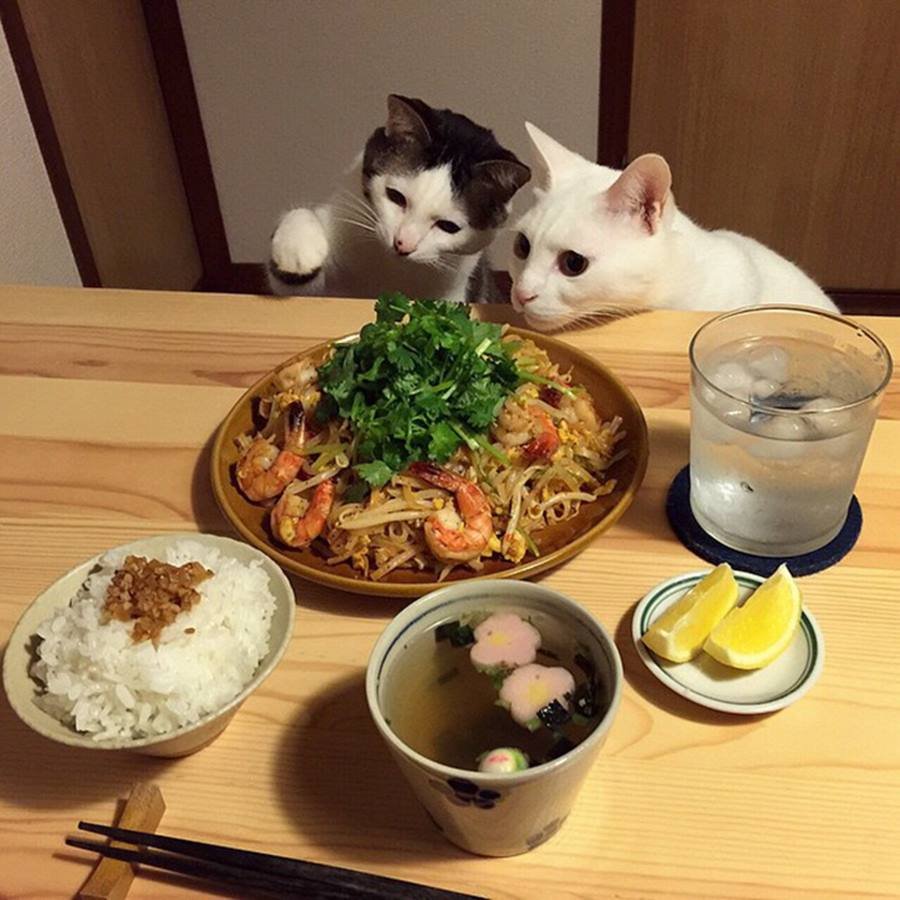 Кот на кухонном столе