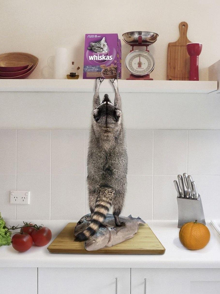Кот за столом