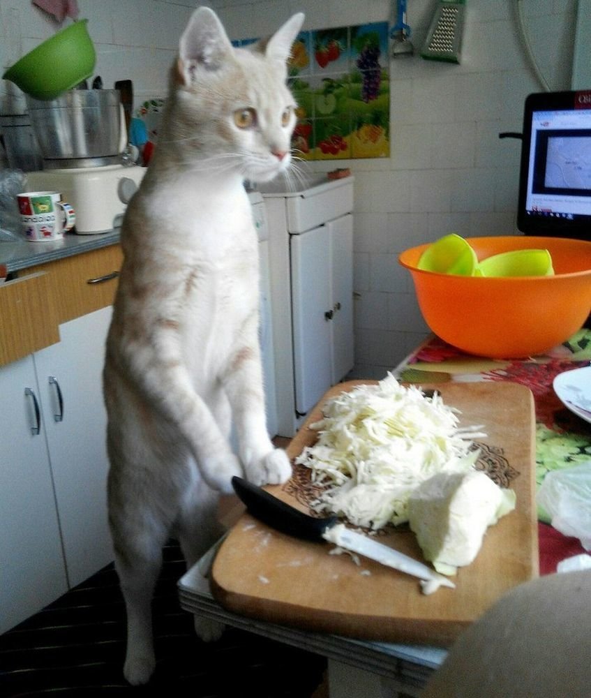 Кот готовит