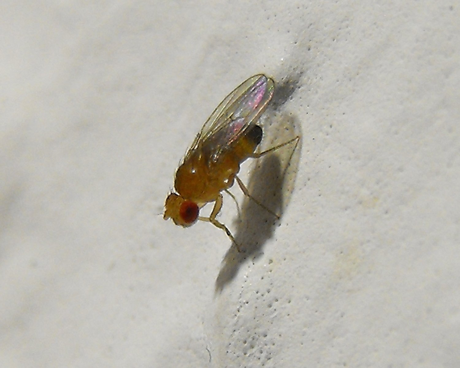 Появились мухи в квартире. Пятнистокрылая дрозофила. Мушка дрозофила. Яйцо Drosophila melanogaster. Муха Фруктовая дрозофила.