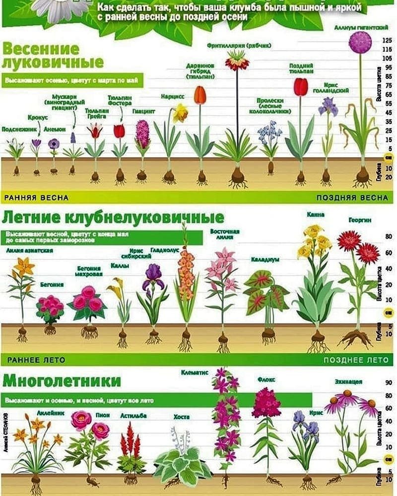Таблица цветения луковичных