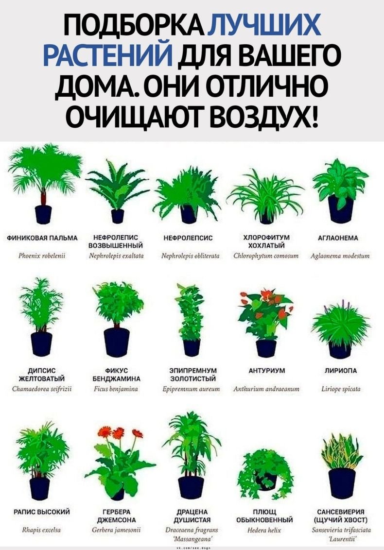 Полезные комнатные растения