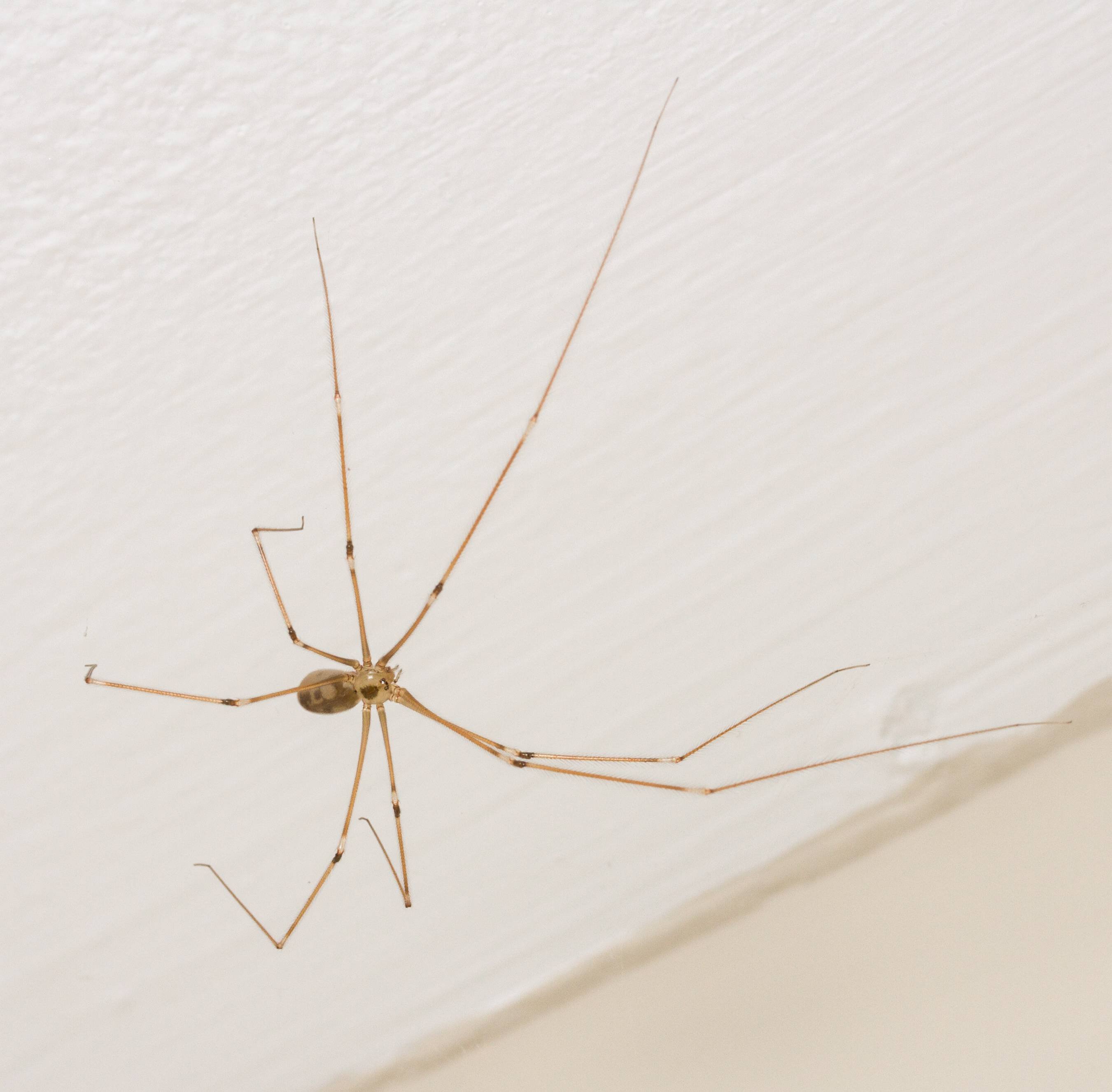 Маленькие домашние пауки. Паук сенокосец в квартире. Комар сенокосец. Сенокосец белый. Домашний паук.