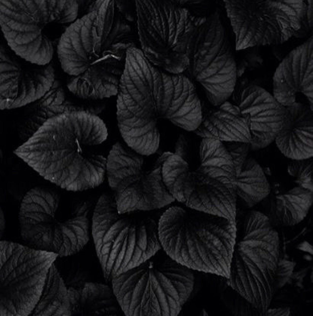 Черные фото с рисунком. Темные листья. Черные обои. Черный лист. Темные обои.