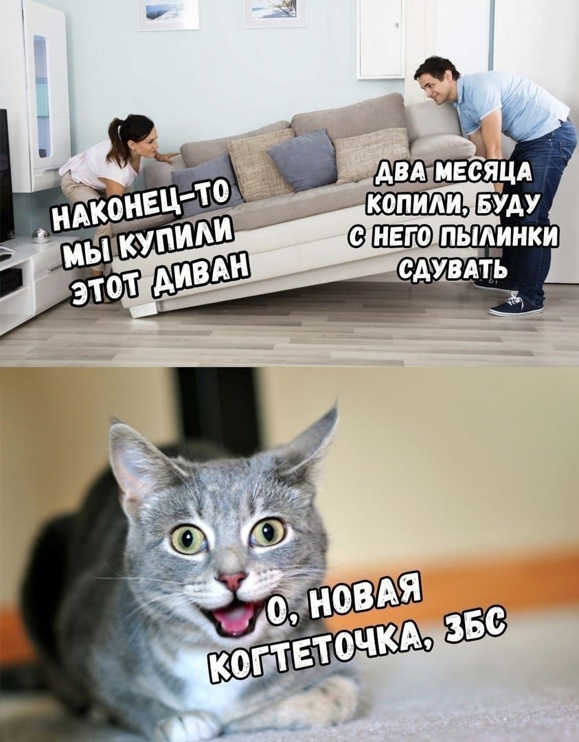 Кот на диване прикол