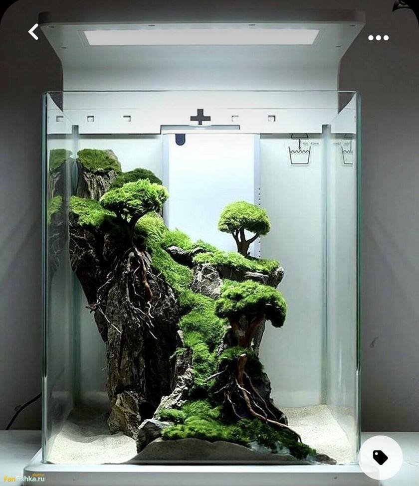 Палюдариум акваскейп