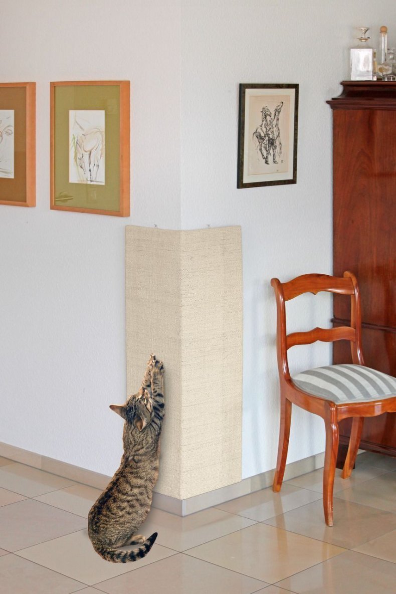 Декор стен от кошек