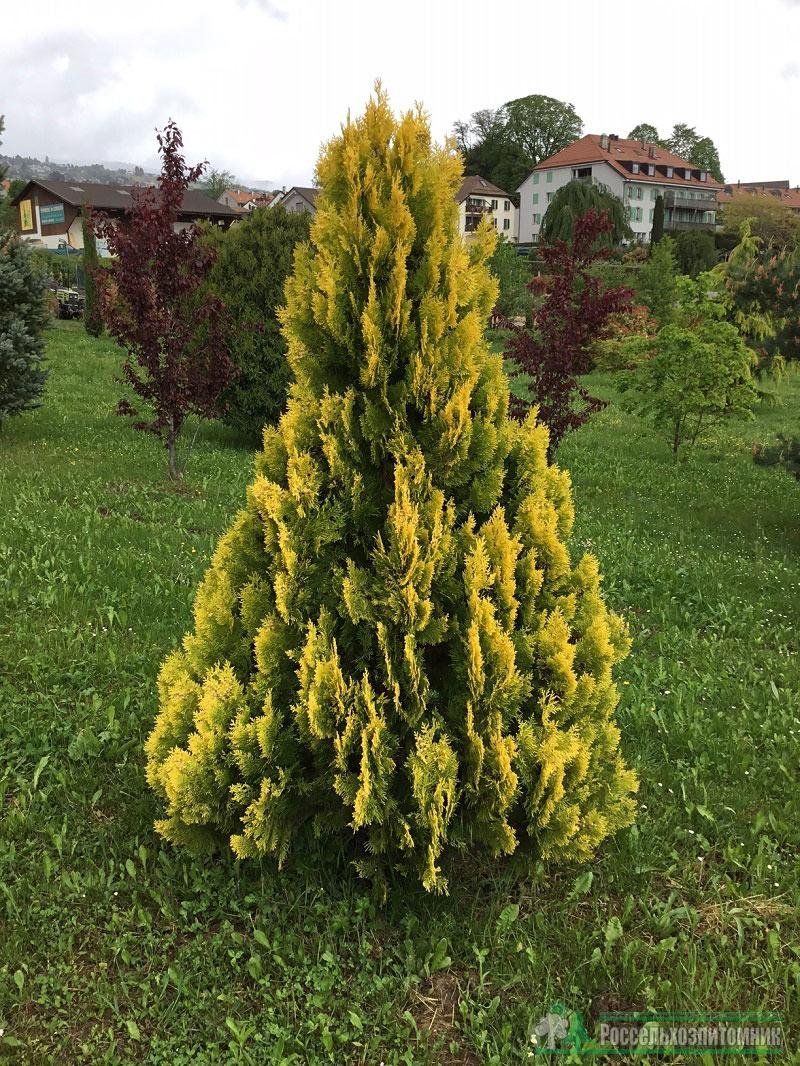 Туя Западная (Thuja occidentalis Yellow ribbon