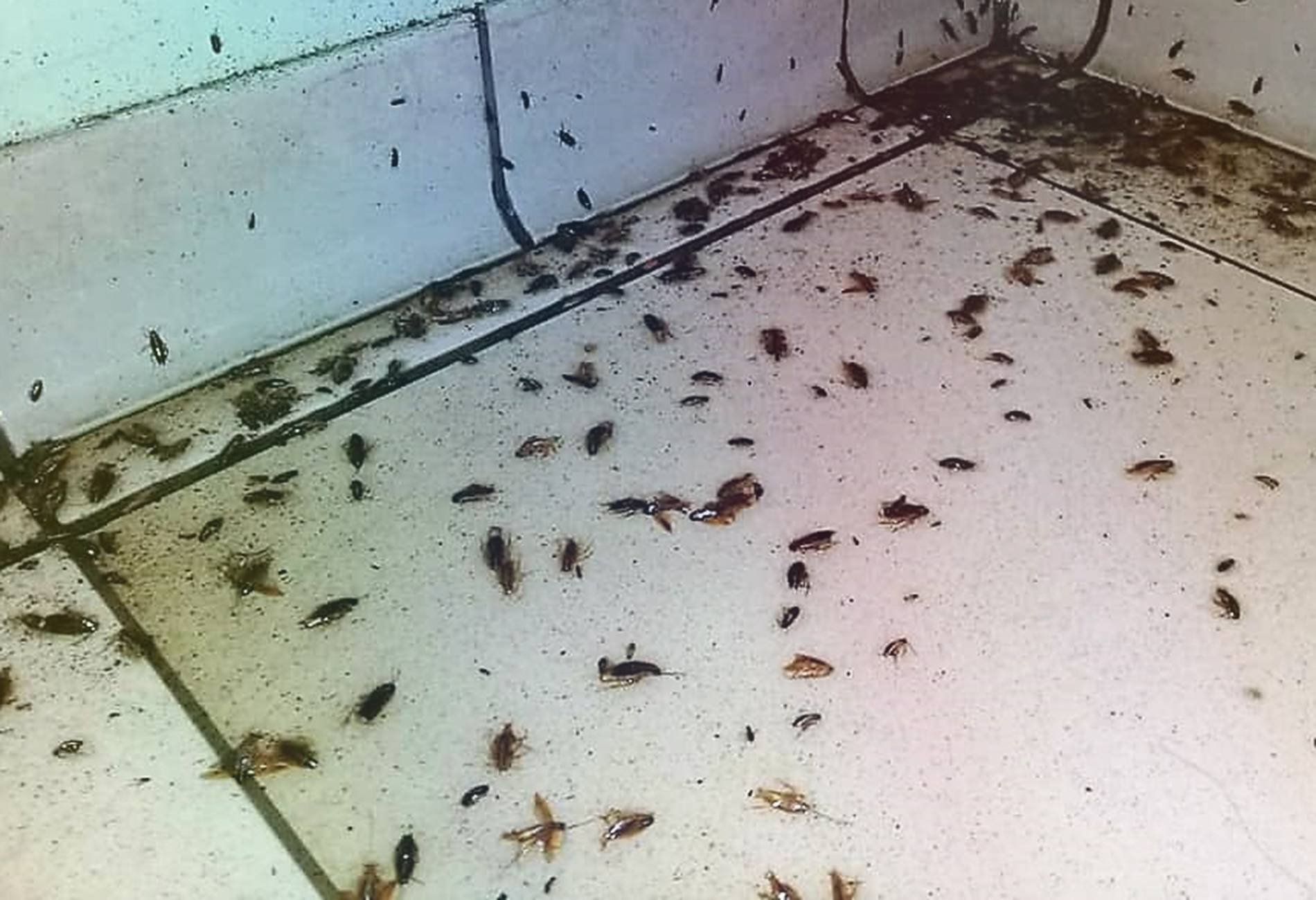 личинки тараканов домашних фото как выглядят