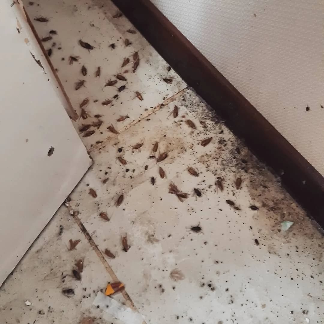 Умерли после обработки. Тараканы в квартире. Клопы и тараканы в квартире.