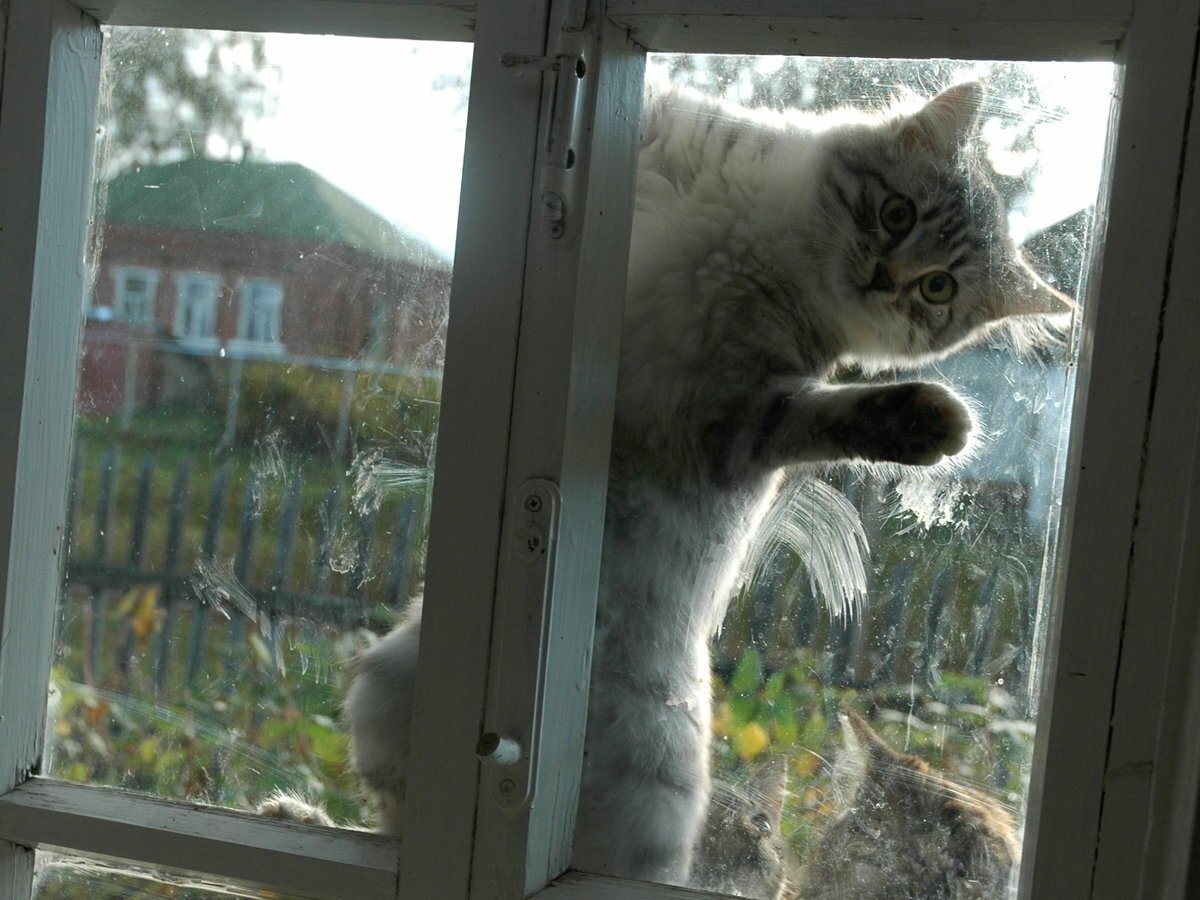 Котенок пришел в дом. Кот заглядывает в окно. Кот на окне. Кот за окном. RJN D jjryt.
