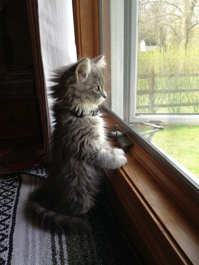 Кот на пластиковом окне