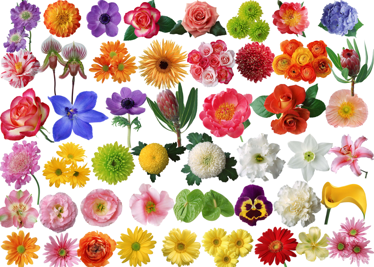 Gpo flowers. Разные цветы. Красивые цветы для украшения. Цветочки цветные. Мелкие разноцветные цветочки.