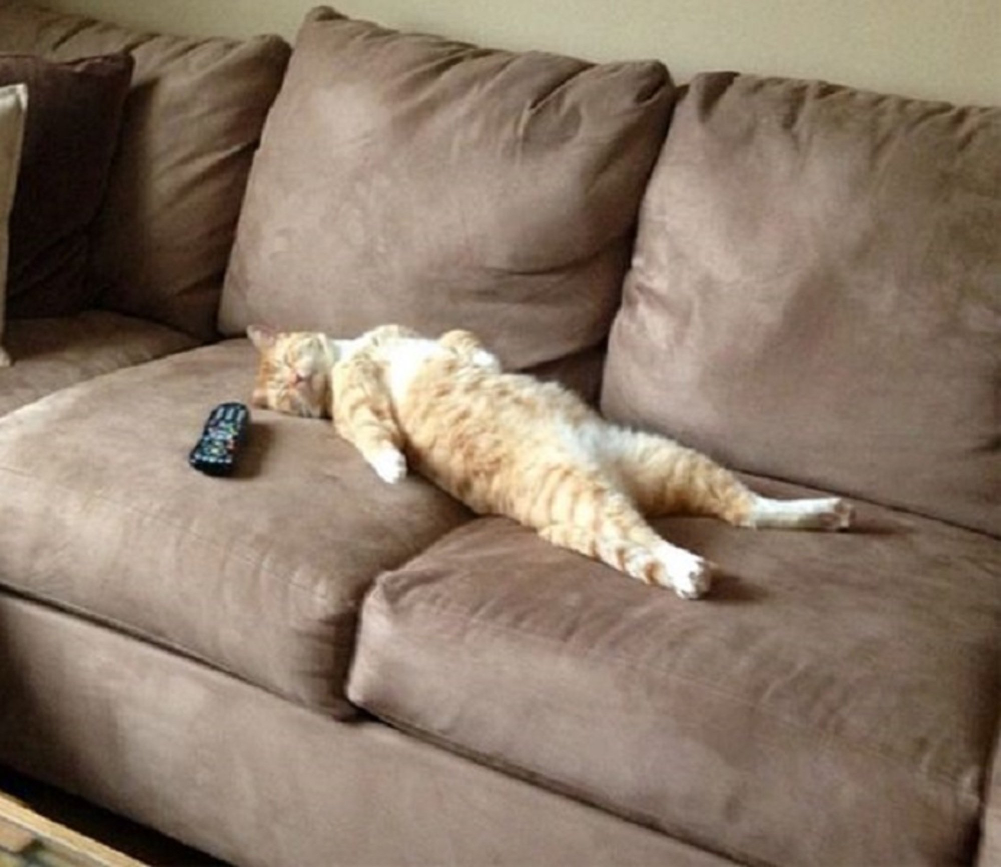 Cat sofa оригинал купить. Диван кошка. Коты на диване. Лежит на диване. Кот лежит на диване.