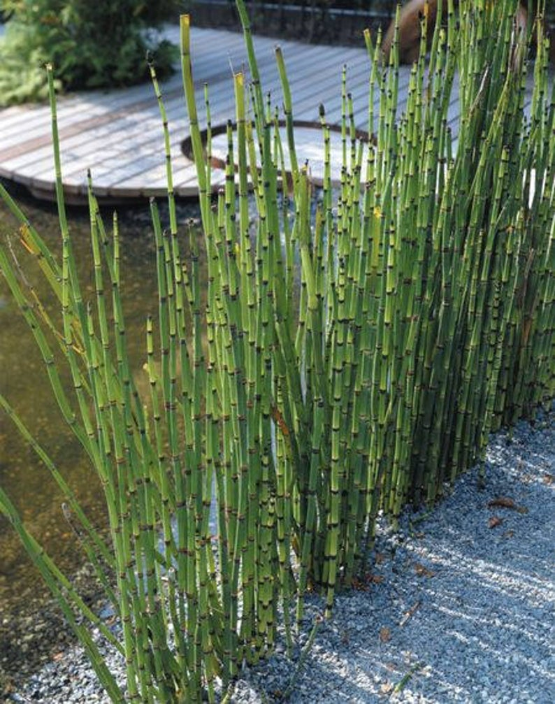 Equisetum japonicum