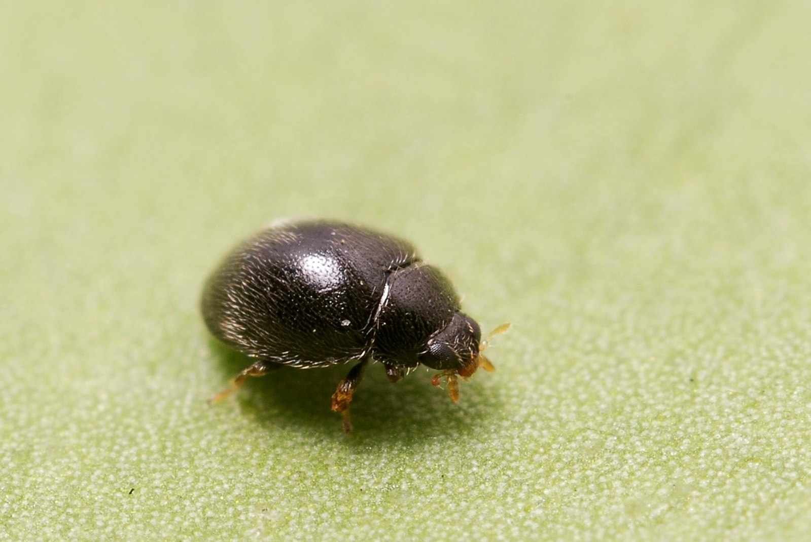 фото маленьких жуков