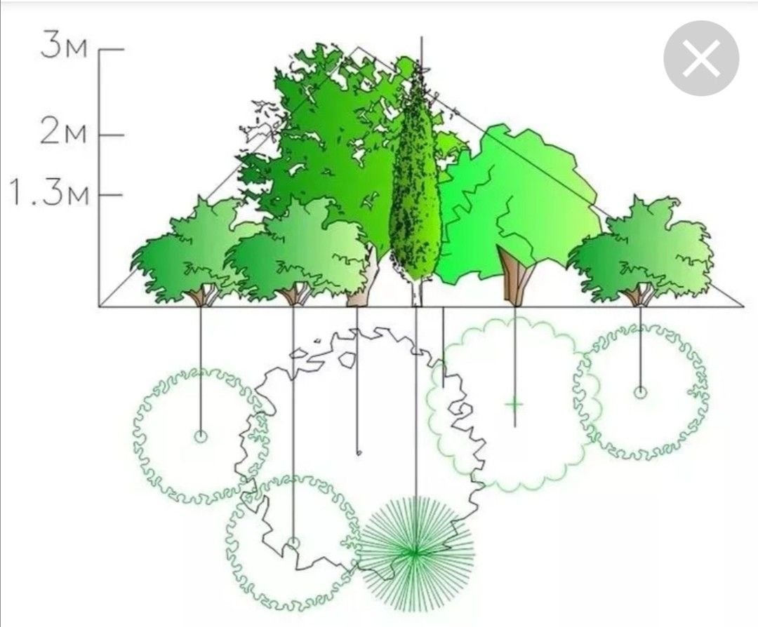 Три группы деревьев. Схема посадки древесно-кустарниковых. Схема древесно кустарниковых насаждений. Золотое сечение в ландшафтном дизайне. Золотое сечение в цветнике.