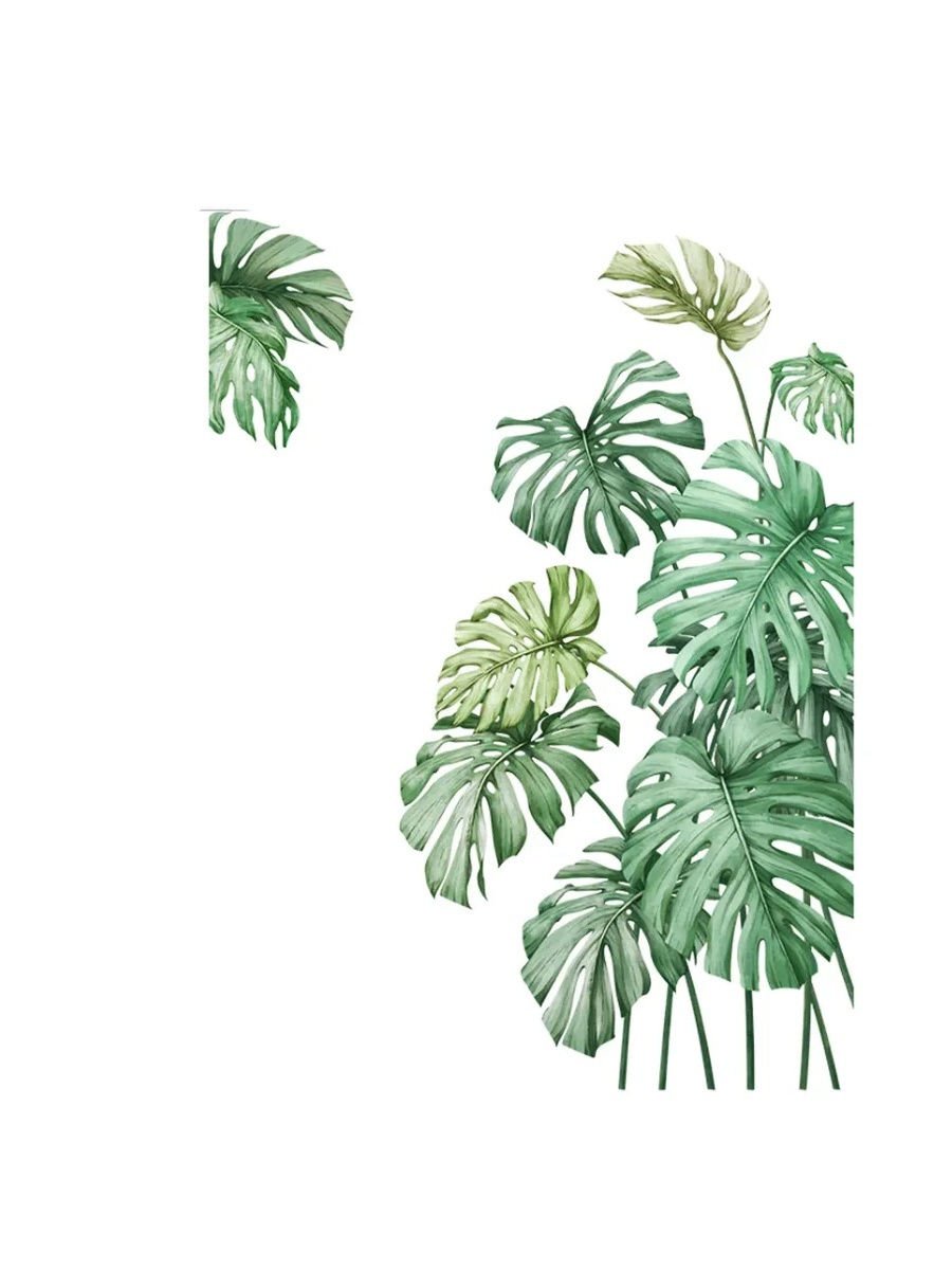 Monstera вектор