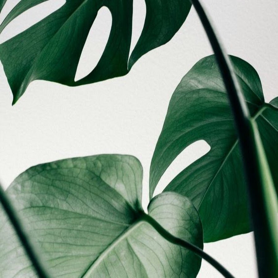 Аффреско банановые листья