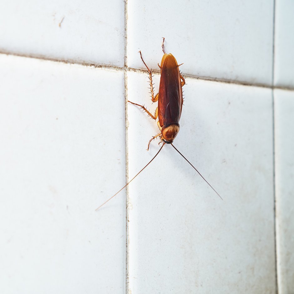 Тараканы в ванной комнате