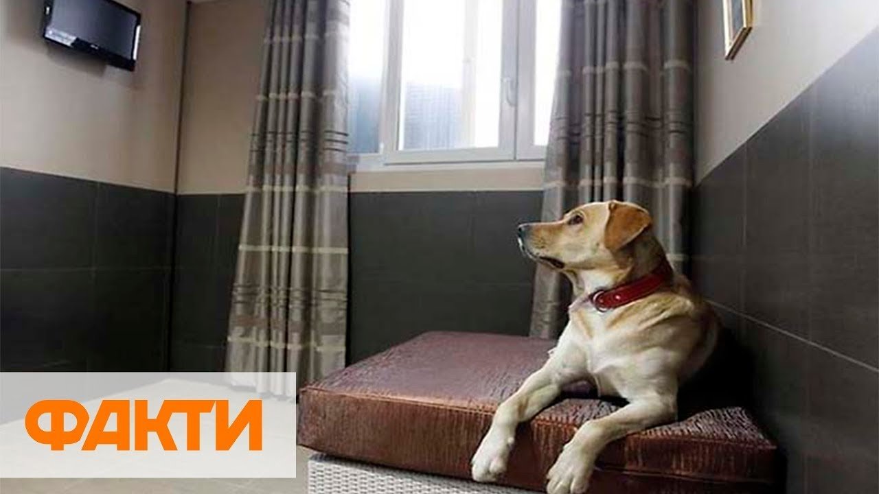 Магнитогорск гостиница для собак