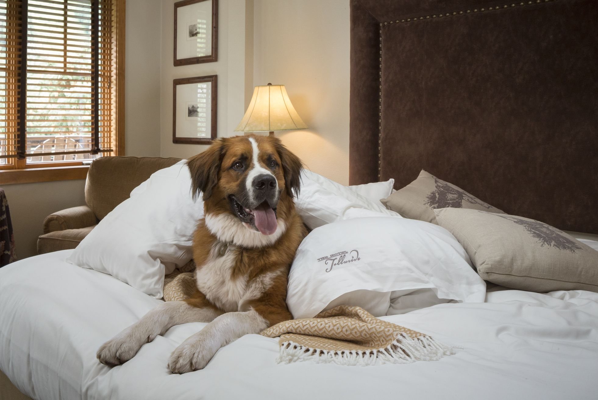 Проживание животных в квартире. Отель ПЭТ френдли. Собака в отеле. Гостиница для собак. Собака в спальне.