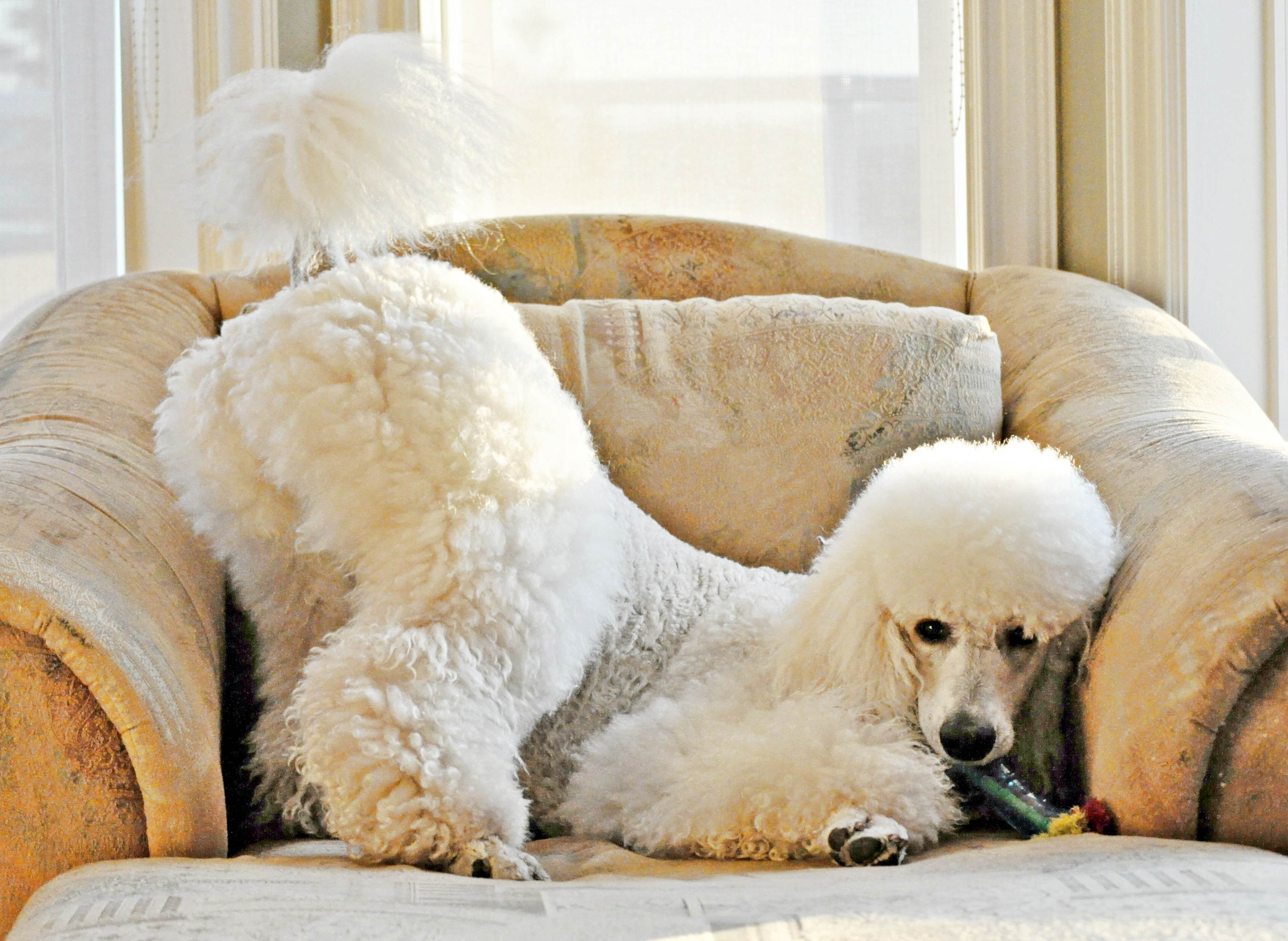 Идеальная собака для квартиры. Золотой ретривер + пудель. Флаффи пудель Гигантик. Ретривер флаффи. Собаки для квартиры.