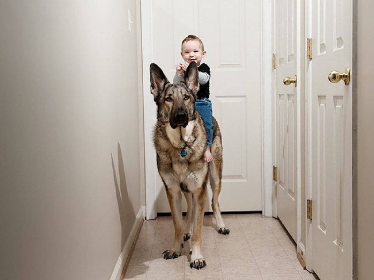 Какие собаки подходят для дома. Домашние животные для квартиры. Собаки для квартиры. Большая собака в квартире. Собаки для квартиры средних.