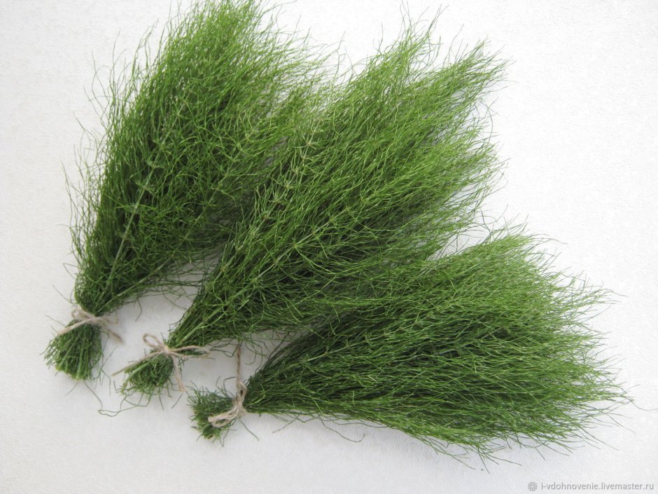 Хвощ зимующий Equisetum hyemale