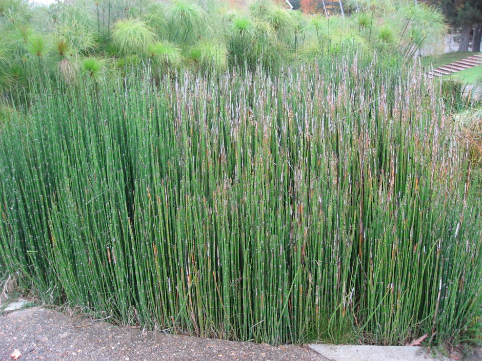 Хвощ зимующий Equisetum hyemale
