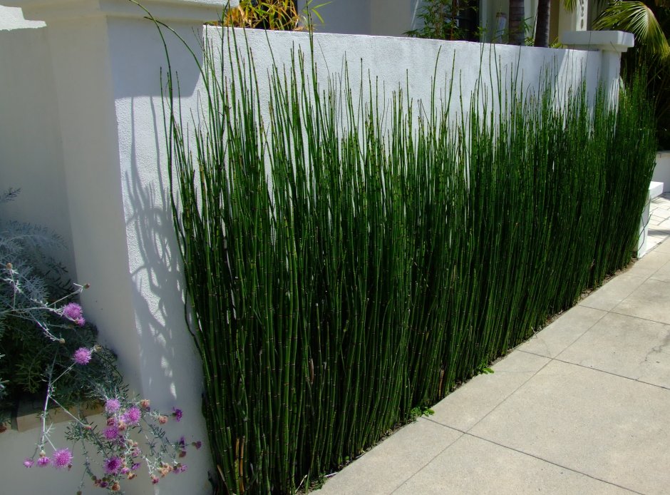 Хвощ зимующий Equisetum hyemale