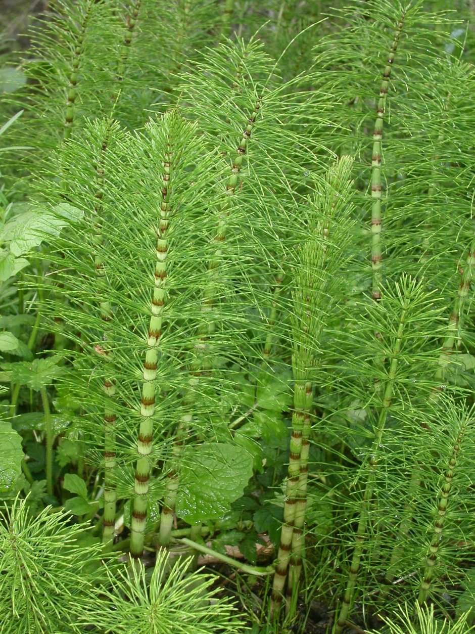 Хвощ полевой (Equisetum arvense)