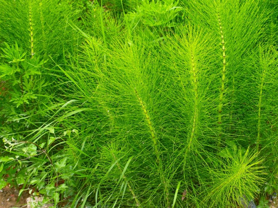 Хвощ зимующий Equisetum hyemale