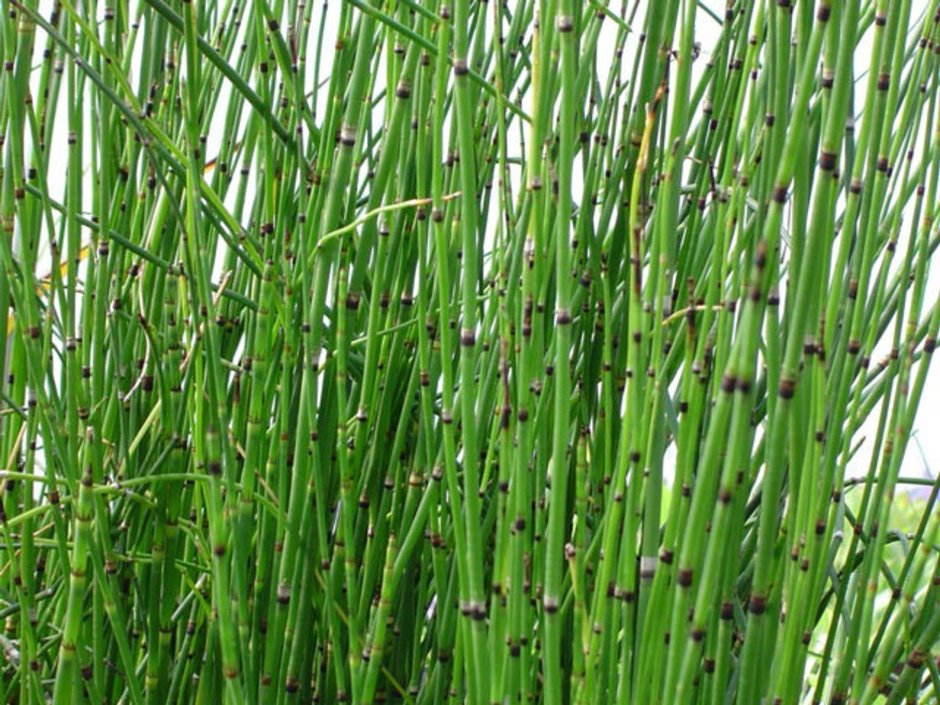 Equisetum hyemale robustum
