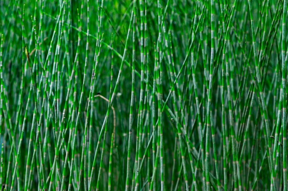 Стебель Equisetum