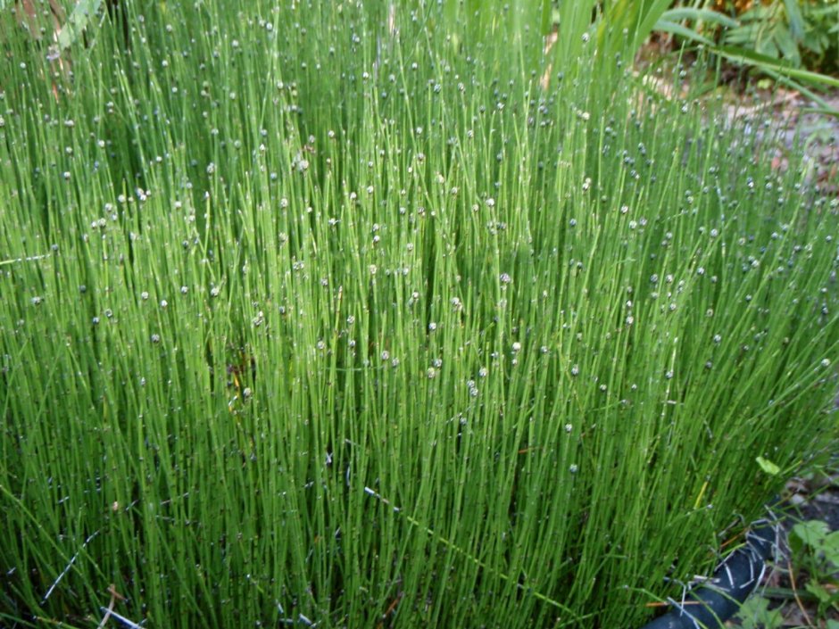 Водное растение Equisetum Horsetail