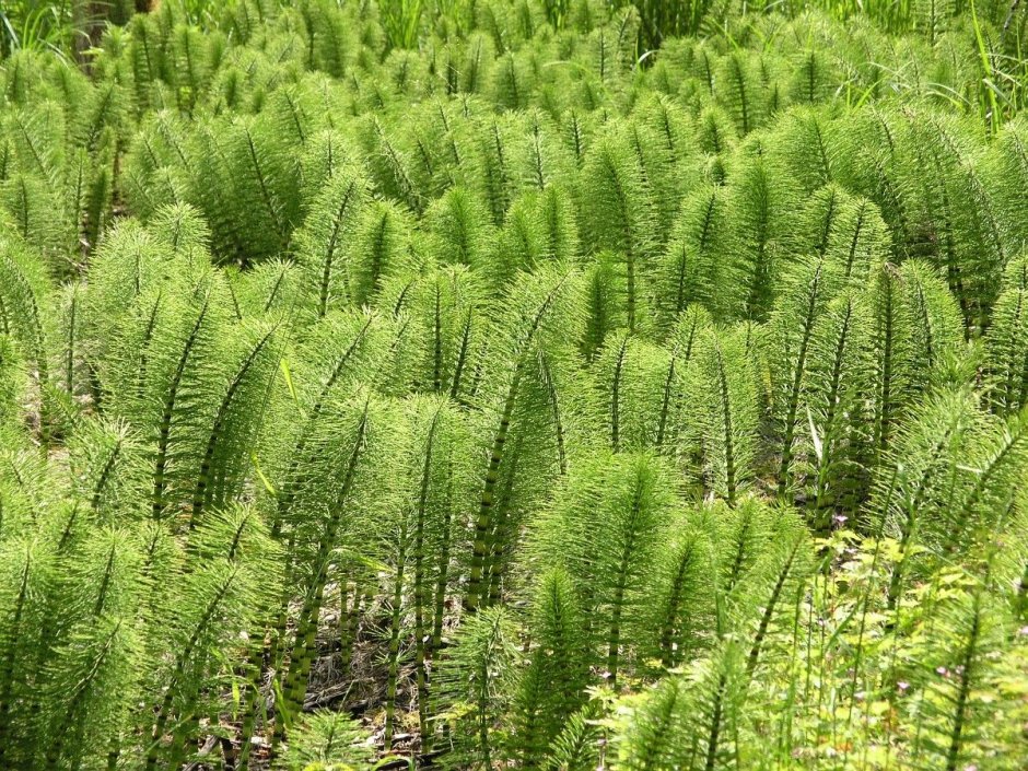 Хвощ зимующий Equisetum hyemale