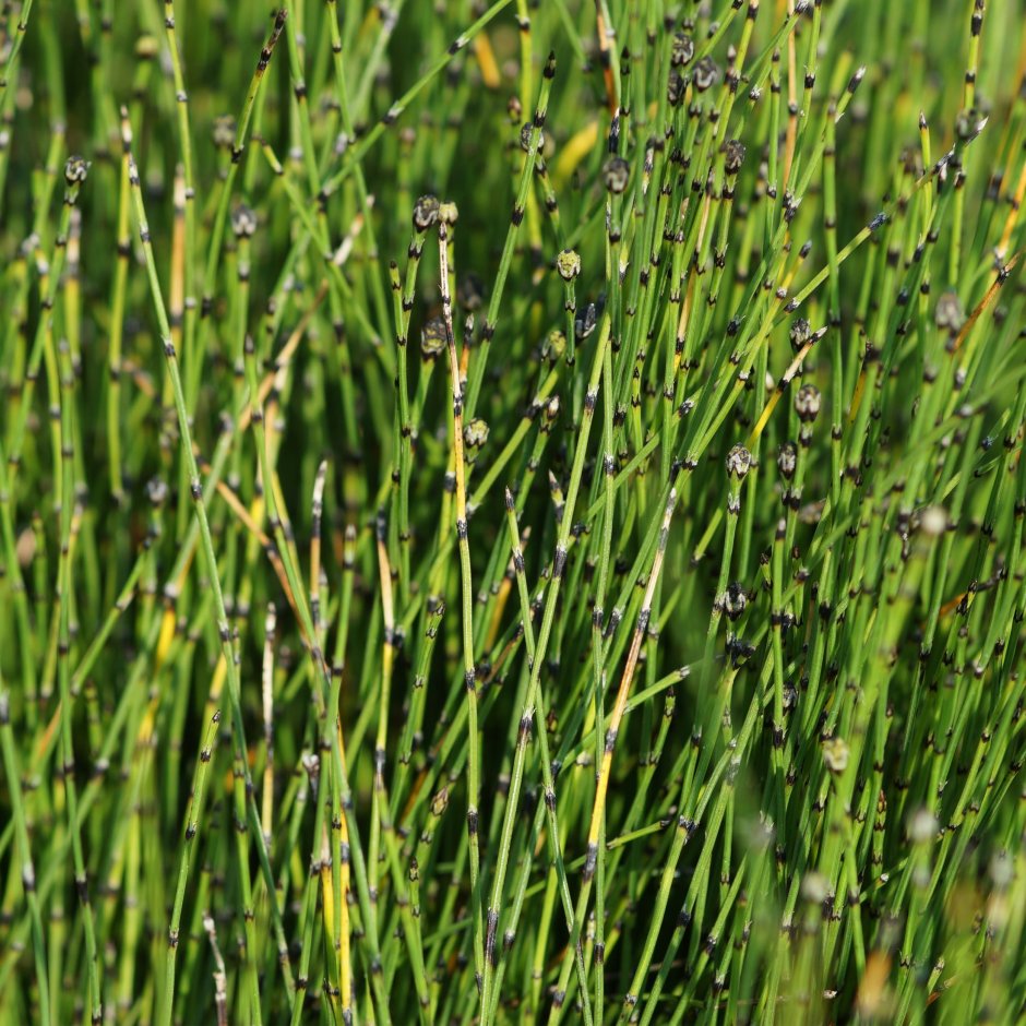 Хвощ Шаффнера Equisetum schaffneri