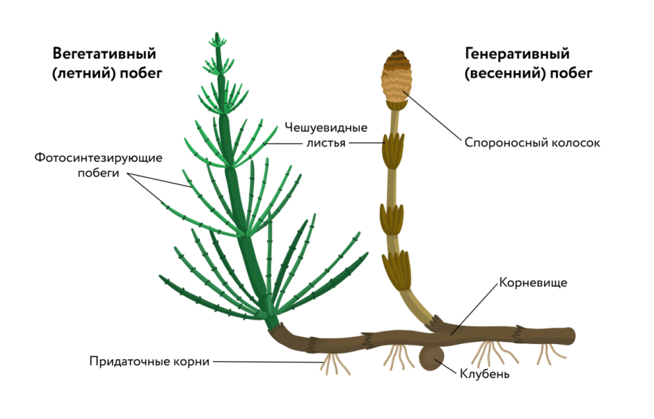 Equisetum variegatum хвощ пестрый