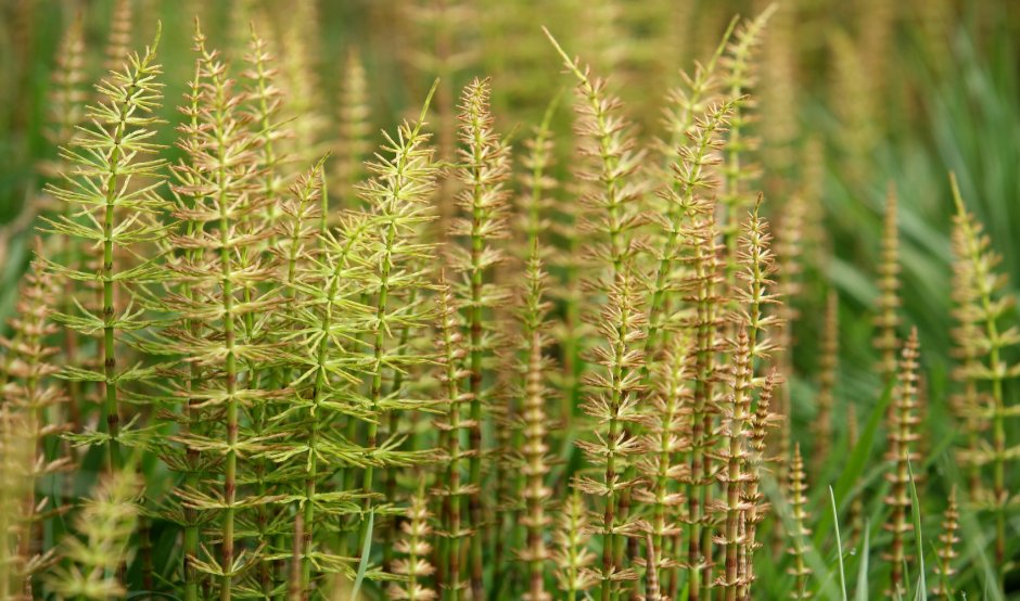 Equisetum telmateia
