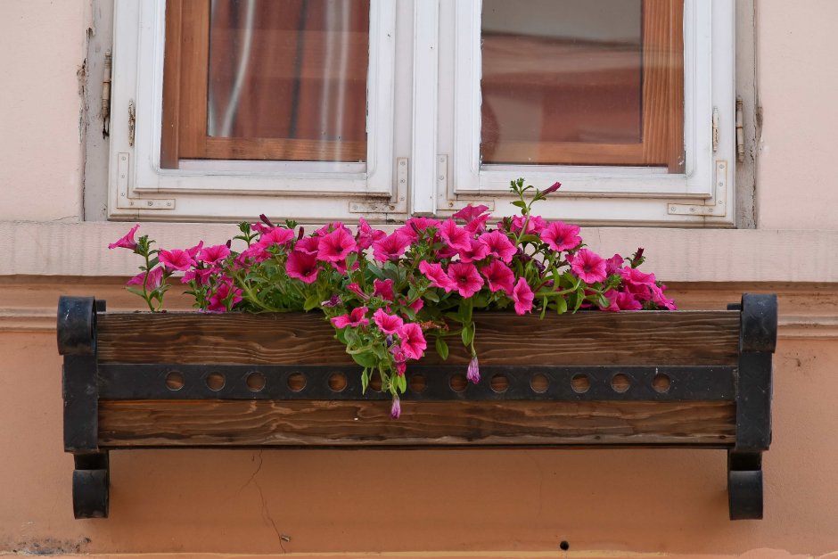 Цветы за окном в многоэтажке