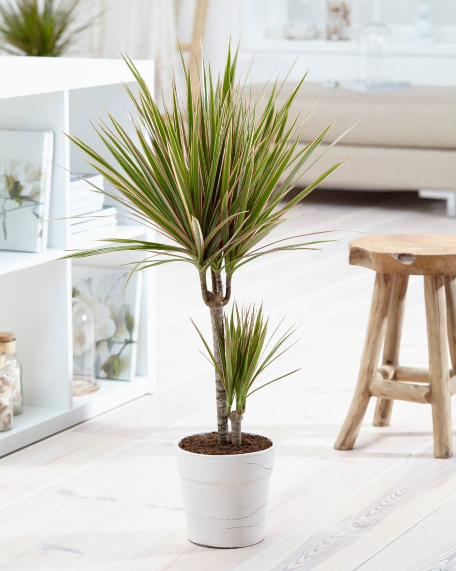 Юкка отвороченнолистная (Yucca recurvifolia)