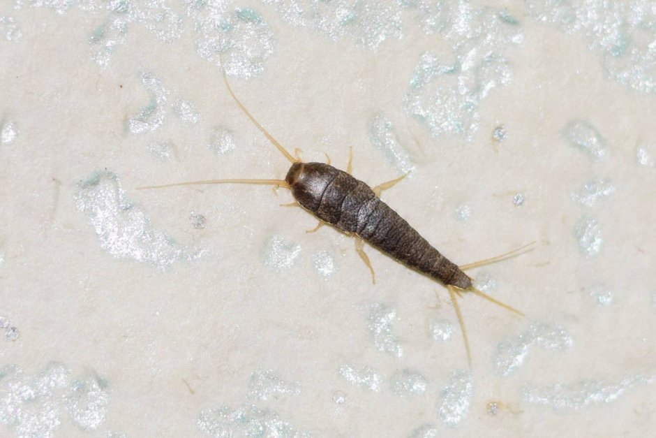 Чешуйница (lepisma saccharina)
