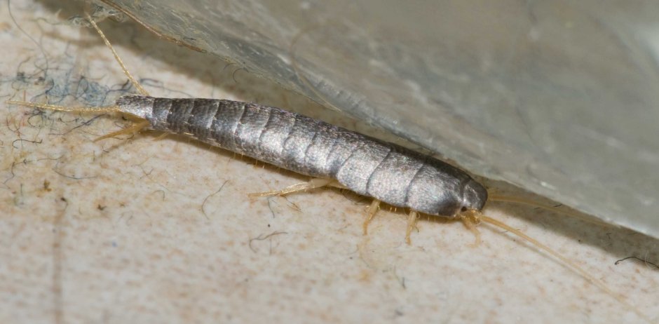Чешуйница (lepisma saccharina)