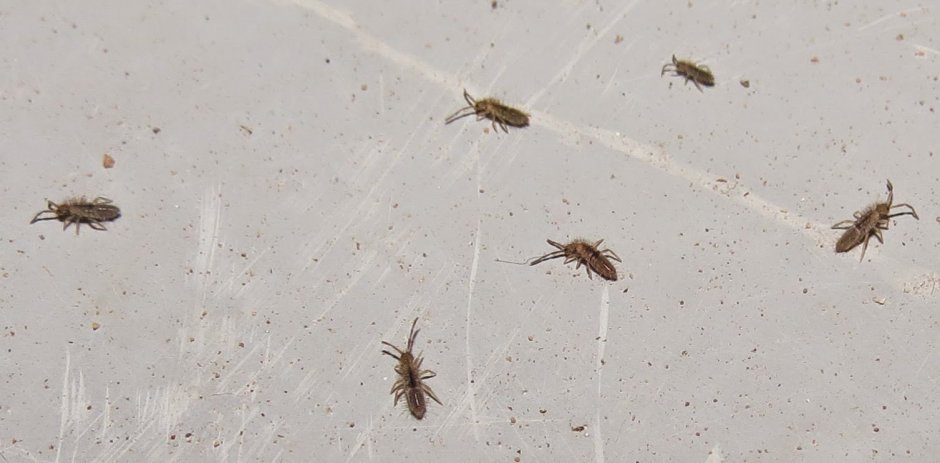 Lepisma saccharina